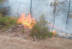 Adana'da 4 dönüm kızılçam ormanı yandı