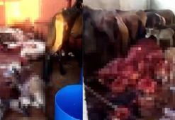 Adana'da kaçak hayvan kesimine 1 tutuklama