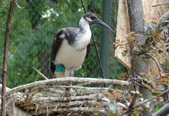 Hollanda'dan getirilen saman boyunlu ibis kuşlarının 9 yıl sonra yavruları oldu