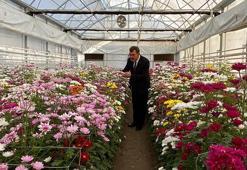 Çiçekte dışa bağımlılığı azaltacak proje