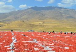 Adilcevaz’dan İtalya'ya kurutulmuş domates ihracatı; pizzalara sos oluyor