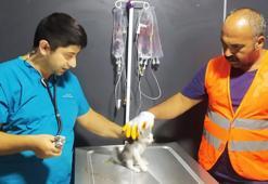Yıkım çalışmaları sırasında fark edilen kedi, kurtarıldı