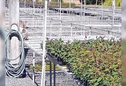 Avustralya’da aylardır fideleri yiyen hırsızın koala olduğu ortaya çıktı