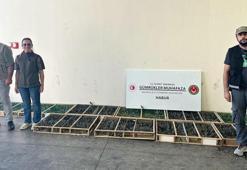 Yasa dışı yollarla bin 600 saka kuşu getiren 2 şüpheliye, 2 milyon 292 bin TL ceza