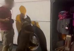 Yolcu otobüsünde 'Aşil' ile aramada 20 kilogram esrar ele geçirildi