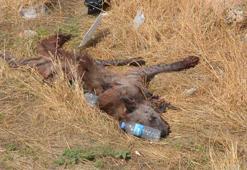 Çizgili sırtlana çarpan sürücü bulunursa 70 bin lira ceza kesilecek