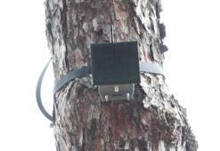 İstanbul'da orman yangınlarına 'Kozalak'lı önlem