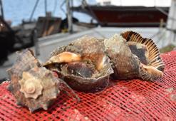 Balıktan umduğunu bulamayan balıkçılar, salyangoz avcılığına yöneldi