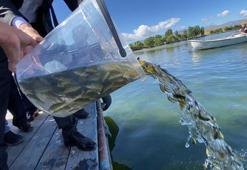 Çıldır Gölü'ne 150 bin yavru sazan bırakıldı