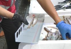 İstanbul'da balık boyu denetimi