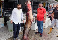 Samsun'da ağa takılan 2,5 metrelik yayın balığı, kilosu 120 TL'den satışta