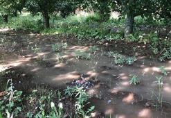 Kritik seviye altına inen gölden 'vahşi sulama' devam ediyor