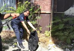 Avcılar'da binanın bahçesindeki yılanı itfaiye ekipleri yakaladı