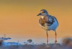 Diyarbakır'da varlıkları bilinen 3 kuş türü, ilk kez fotoğraflandı