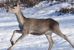 Bolu Barosu, kızılgeyikler için ihale iptal davası açtı