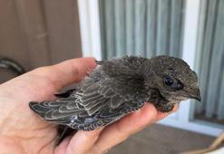 Yaralı bulunan ebabil tedavi edilip, doğaya salındı