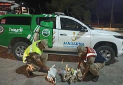 Çuvalda 4 yaralı ceylan yavrusu ele geçti