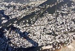 Büyük Menderes Havzası tahliye kanalında toplu balık ölümleri