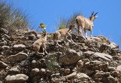 Hakkari'de terörden temizlenen dağlarda yaban hayatı canlandı