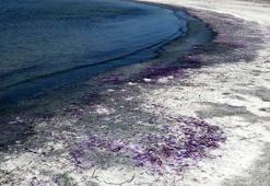 Burdur Gölü sahili morardı