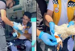 Sağlık ekiplerinin yaralı tavuğa ambulansta müdahalesi kamerada