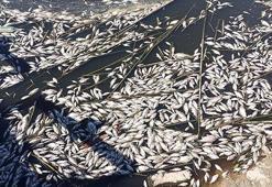 Büyük Menderes Havzası tahliye kanalındaki balıklar oksijensizlikten ölmüş