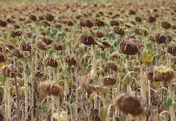 Ayçiçeğinde avans ödeme fiyatı, ton başına 15 bin lira olarak açıklandı