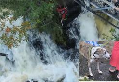 ABD’de nehir kenarında mahsur kalan köpeğin kurtarılma anları