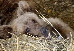 Ateşli silahla vurulan bozayı ömür boyu felç kalacak