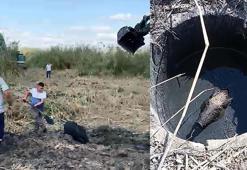 Foseptiğe düşen yavru domuz, iş makinesiyle kurtarıldı