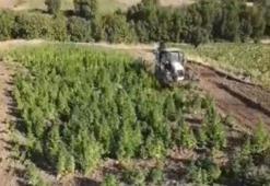 Bakan Yerlikaya: Diyarbakır'da 2 ton 120 kilo esrar ile 13 milyon 514 bin 550 kök kenevir ele geçirildi