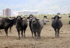 Türkiye'nin hayvan varlığı, 30 yılda 194 milyon arttı