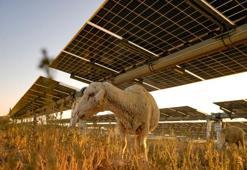 Karapınar Güneş Enerjisi Santrali'nin sahası koyunların otlaması için açıldı