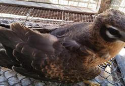 Abdülhamid Han sondaj gemisine düşen ala doğana helikopterli sevk