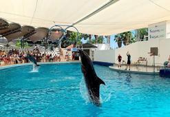 Ölümler tepki çekti: Yunus parkları derhal kapatılmalı