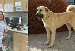 Kangal köpekleri için hazırlanan projeye 740 bin TL'lik destek
