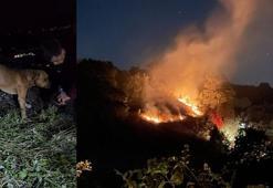 Tarlada çıkan yangında dumanın arasında kalan köpeği ekipler kurtardı