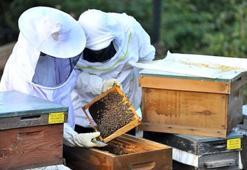 Türkiye Arıcılık Haritası güncellendi