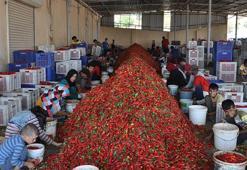 Gaziantep’te 5 bin tarım işçisi, biber temizleyerek geçimini sağlıyor