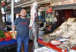 Yeşilırmak'ta yakalanan 1 metre 70 santimlik yayın balığı, satışa çıkarıldı