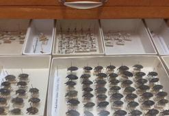 Böcek Müzesi'nde 3 bin türe ait 70 bin örnek korunuyor