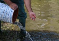 Samsun'da 3 milyon 200 bin yavru sazan, su kaynaklarına bırakıldı