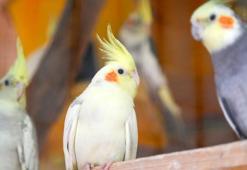 Kanarya ve papağan tahliyesinde 4 kuş öldü