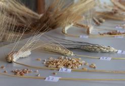 Prof. Dr. Karagöz: Türkiye'de buğday genetik çeşitliliğinin yüzde 92'sini kaybettik
