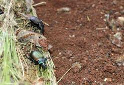 Biyolojik çeşitliliğin sigortası böcekler, okul müfredatına girecek