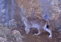 Vaşak ailesi fotokapana yansıdı