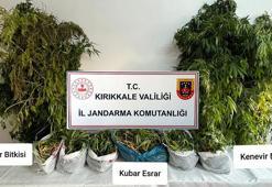 Kızılırmak kenarına ektiği Hint kenevirlerini sökerken suçüstü yakalandı