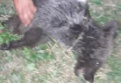Kastamonu'da, ayağı kırılan yavru ayı tedaviye alındı