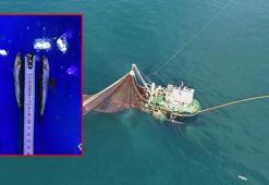 Karadeniz’de 'aşırı avcılık’ tehlikesi; hamsi boyu küçüldü