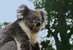 Nesli tükenme tehlikesi altındaki koalayı yeni yuvasına Turkish Cargo ulaştırdı